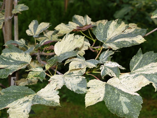 Acer pseudoplatanus 'Prinz de Camill Rohan'