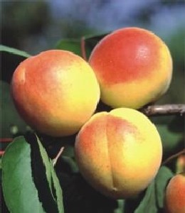 Armeniaca vulgaris 'Early Orange'