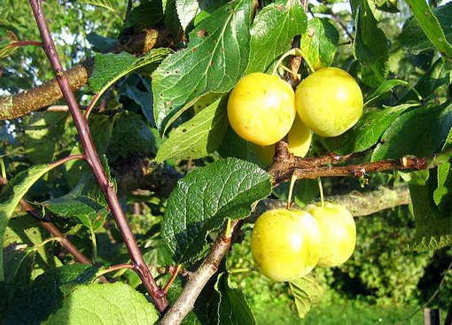 Prunus domestica 'Oullinsi renklood'