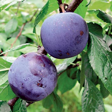 Prunus domestica 'Renklod Haritonovi'