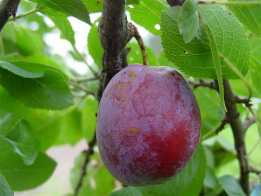 Prunus domestica 'Kihelkonna'