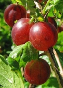 Ribes uva-crispa 'Hinnomäki Rod'