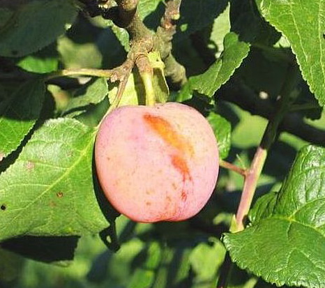 Prunus domestica 'Emma Leppermann'