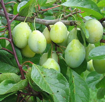 Prunus domestica 'Liivi Kollane Munaploom'