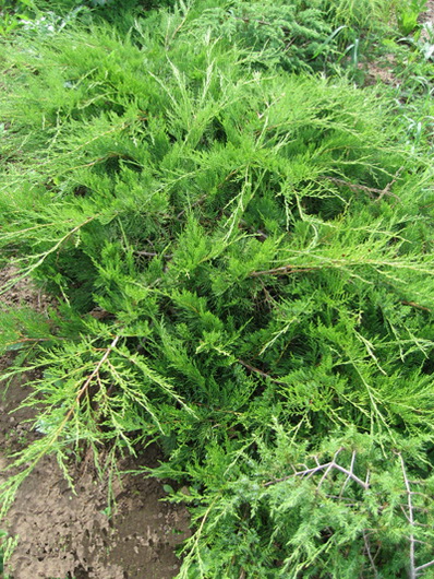 Juniperus media 'Mint Julep'