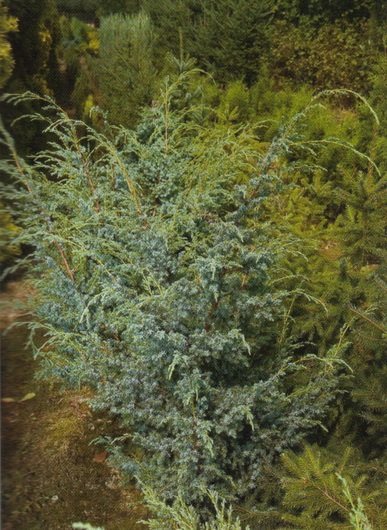 Juniperus chinensis 'Blue Alps'