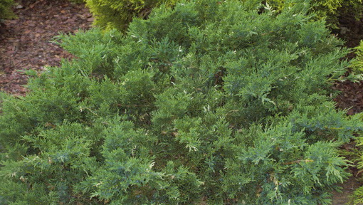 Juniperus davurica 'Expansa Variegata'