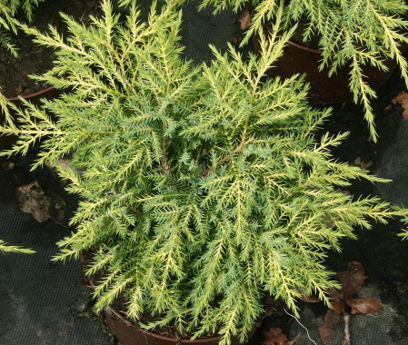 Juniperus media 'Gold Star'
