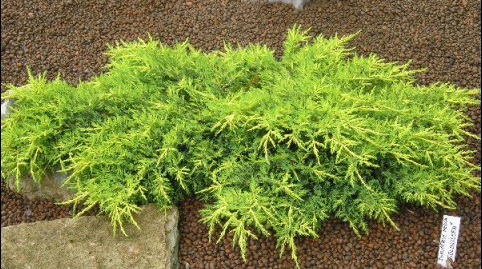 Juniperus media 'Goldkissen'