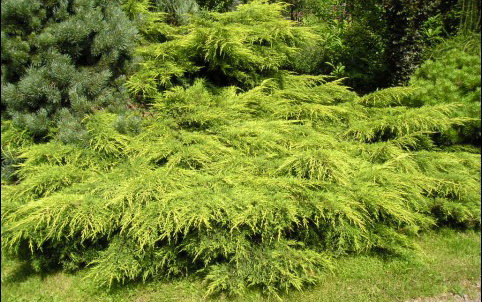 Juniperus media 'Mordigan Gold'