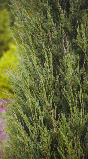 Juniperus scopulorum 'Skyrocket'