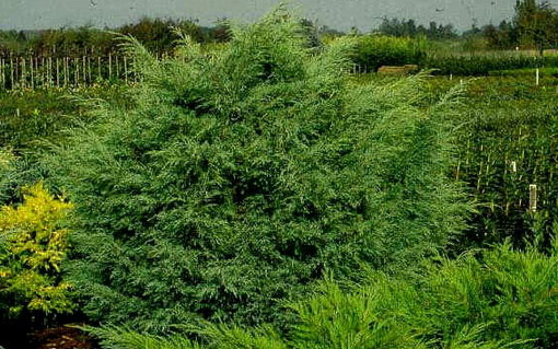 Juniperus virginiana 'Hetz'