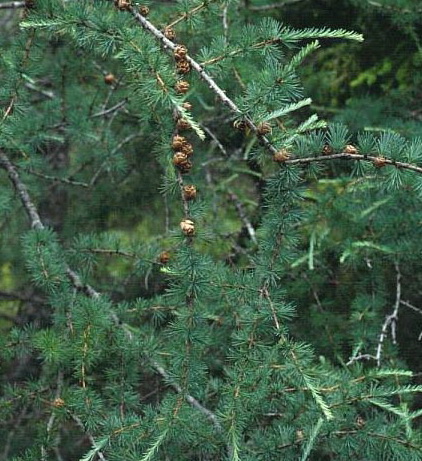 Larix laricina 'Arethusa Bog'