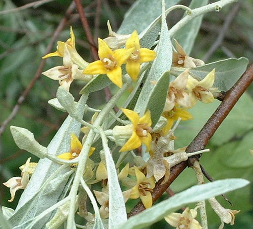 Ealeagnus angustifolia