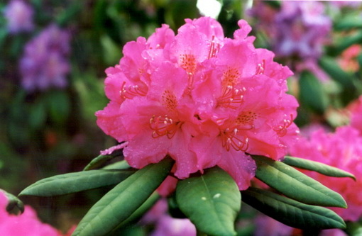 Rhododendron 'Arnita'