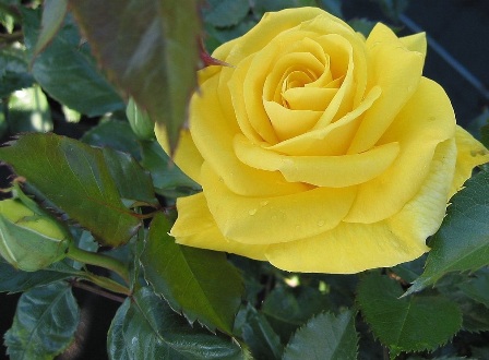 Rosa 'Friesia'