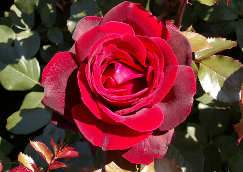 Rosa 'Cygne Noir'